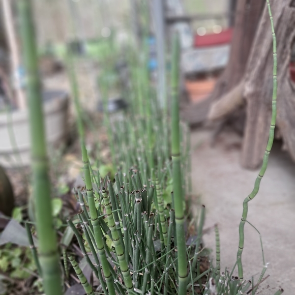 Horsetail, Approximately 25 Reeds w/ Roots - Picture 2 of 8
